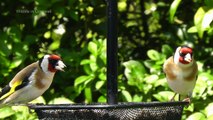 A Pair of Beautiful Goldfinches - European Goldfinch