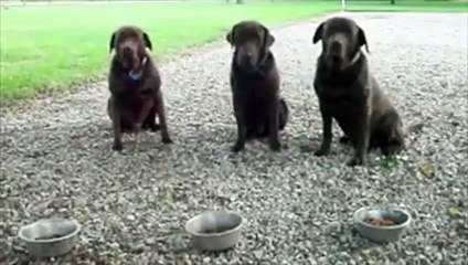 Dog saying grace before their meal