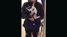 Un chiot husky très bavard