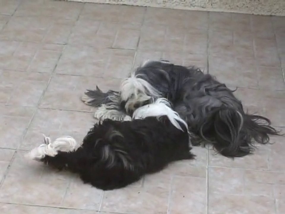 Conflit de Génération