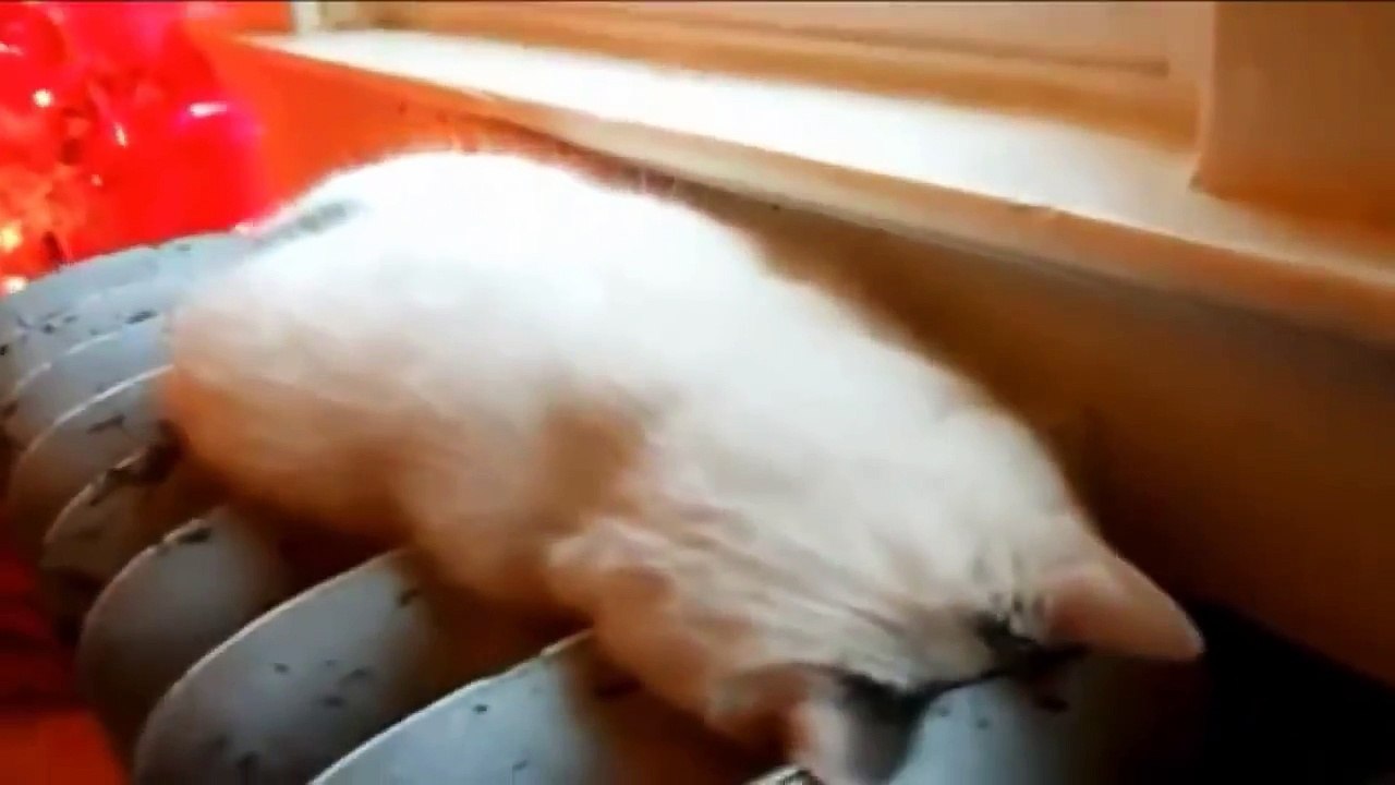 Ulitmate Funny Cats Sleeping Compilation 2014 - NEW KITTENS VIDEO