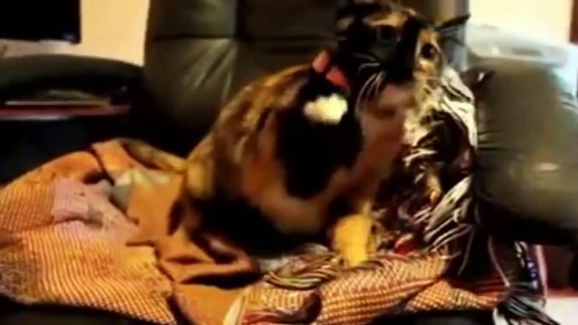 Crazy Angry Cats 2014 Funny - Gatos Enojados 2014