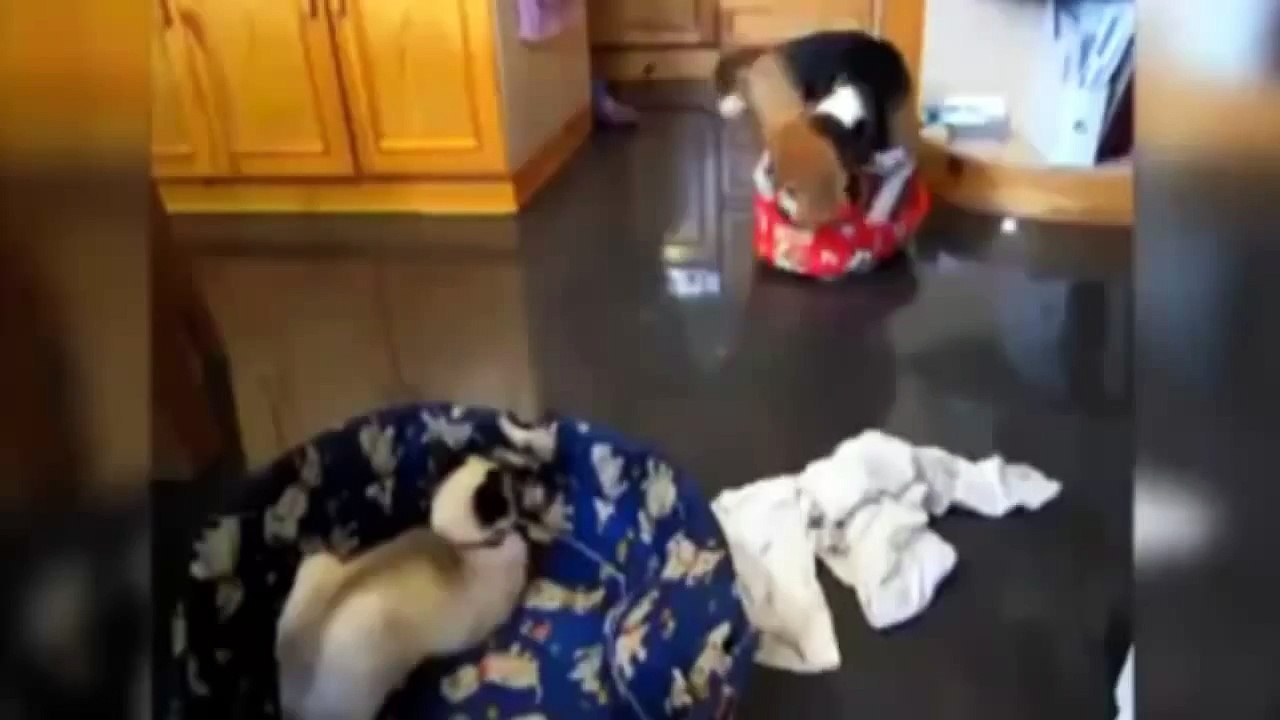 Cats Steaking Dog Beds
