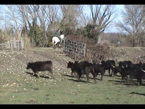 Stage de tri de bétail, manade Colombet