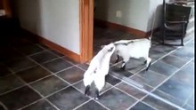 Stubborn Goat vs Mirror - Козленок сражается с Зеркалом - Прикол !