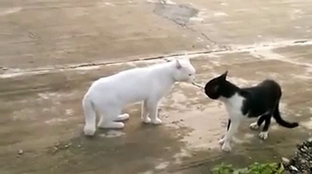 Kungfu Cat vs White Cat - Cool ! - Кунг-фу Кот против Кота - Прикол !