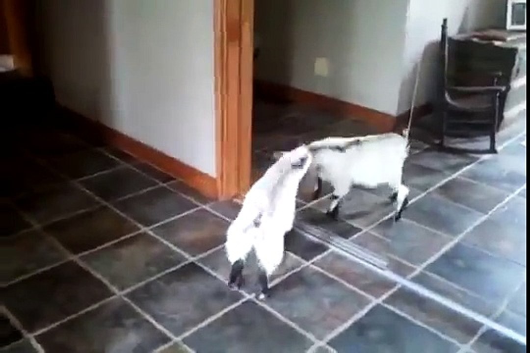 Козленок бодает зеркало - Прикол !