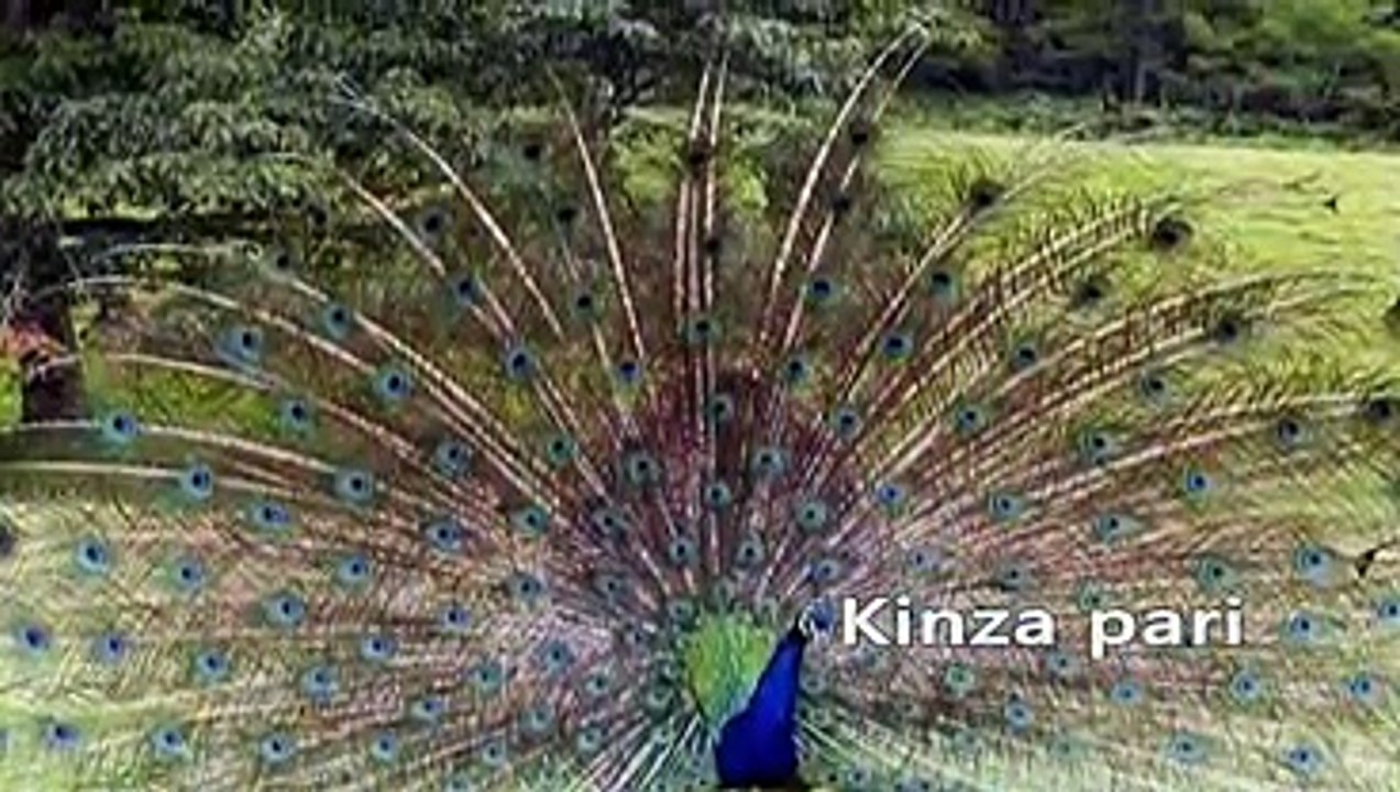 Tere rang rang Abrar ul haq Edit By Kinza pari