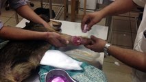 Help us save Tara, two legs broken with an steel bar in India