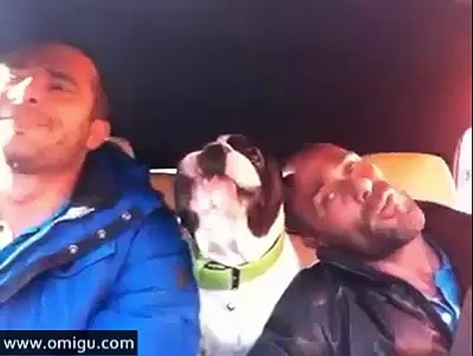 Bulldog sings – You Raise Me Up