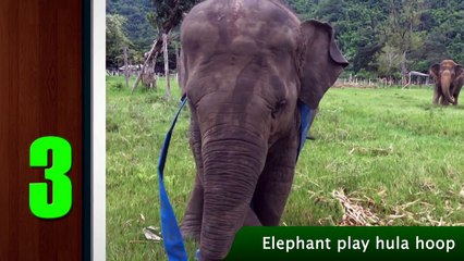 Top five video of Elephant Nature Park 2014