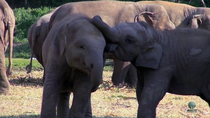 Cute baby elephant playing with each other