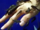 My hand is eaten by Doctor fishes!! healing Japan Aquarium Video sea part3 healing