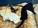 The black sea horses in Japan Aquarium Video sea water marine deep sea fishes