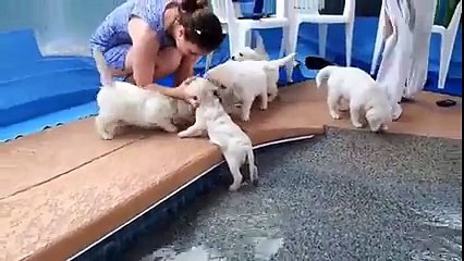 Puppies Golden Retriever make the first swim of...