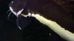 The giant Catfish in Japan Aquarium Video sea water marine deep sea creature