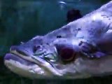 The giant pirarucu in Japan Aquarium Video sea water marine deep sea fish