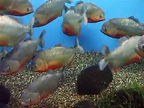 The killer fish,piranhas in Japan Aquarium Video sea water ocean creature youtube movie