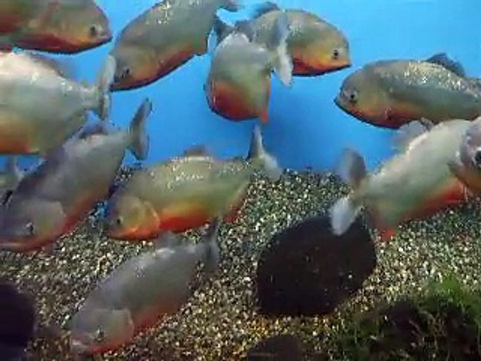 The killer fish,piranhas in Japan Aquarium Video sea water ocean creature youtube movie