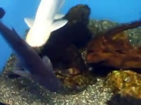 The white Catfish in Japan Aquarium Video sea water marine deep sea amazon