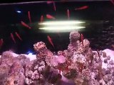 The giant star fish in the Aquarium Video sea water marine deep sea