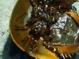 The strong armor! horseshoe crab in the Aquarium Video sea water marine deep sea