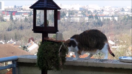 Un petit mélange d'oiseaux du ciel