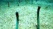 Amazing! The digging eel in the Aquarium Video sea water marine deep sea fish