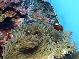 The Anemone fish's Coexistence in the Aquarium Video sea water marine deep sea