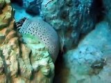 The giant eel and prawn in the Aquarium Video sea water marine deep sea