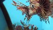 The Lion fish VS mirror in the Aquarium Video sea water marine deep sea