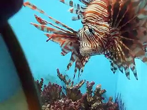 The Lion fish VS mirror in the Aquarium Video sea water marine deep sea