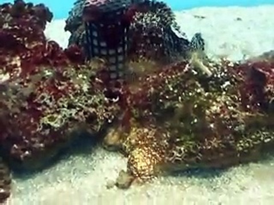 which is the fish  the stone fish in the Aquarium Video sea water marine deep sea