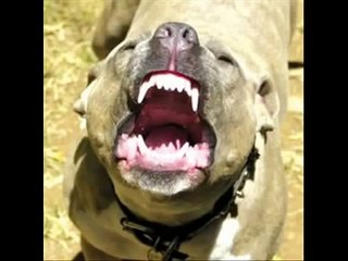 CCTV   Pit bulls maul Bichon Frise