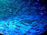 Amazing! The galaxy of million sardines Video sea water marine deep sea