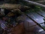 The alligator snapping turtle in the Aquarium Video sea water marine deep sea