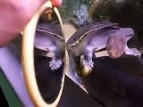 The long head turtle VS mirror in the Aquarium Video sea water marine deep sea
