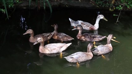 Our resident ducklings are all grown up!