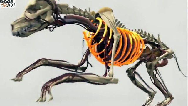 DOGS 101 - Chesapeake Bay Retriever [ENG]