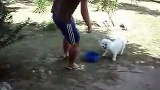 LUKY RUIZ BICHON FRISE JUGANDO