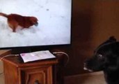 Dog Baffled by Video of Confused Dog