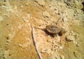 Young Snapping Turtles Strike Out Into the Wild