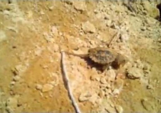 Young Snapping Turtles Strike Out Into the Wild