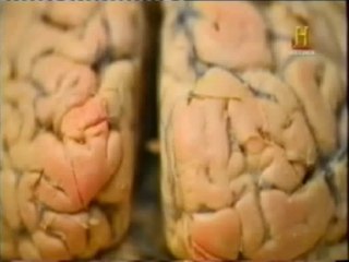 Percepcion: Magia y cerebro