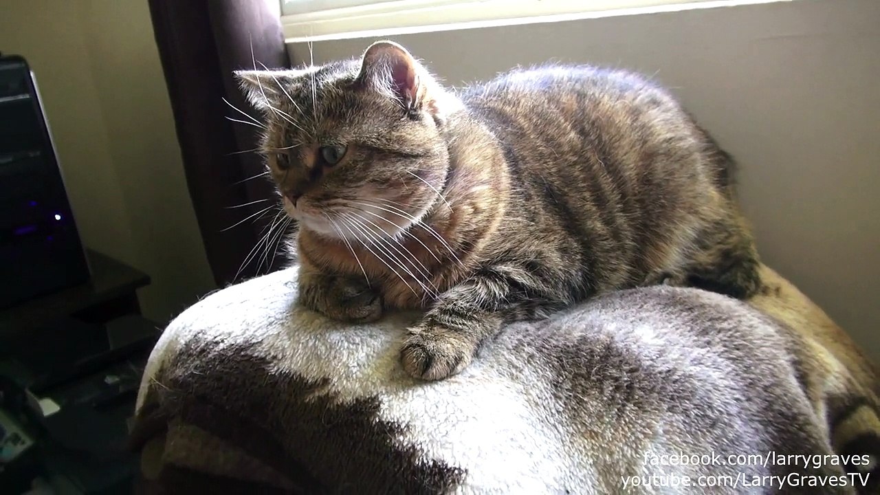 Crazy Cat watch dailymotion