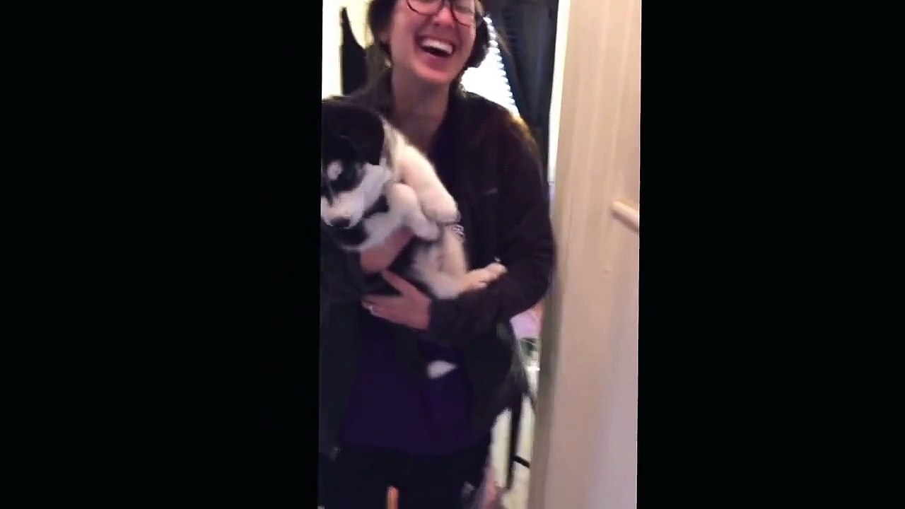 A very talkative husky puppy