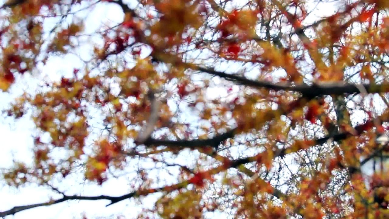 我是谁的孩子_ (HD 国语 )