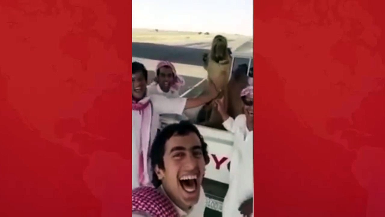 Laughing Camel