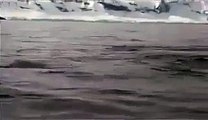 A group of Killer Whales circling their boat. Suddenly they noticed something in...