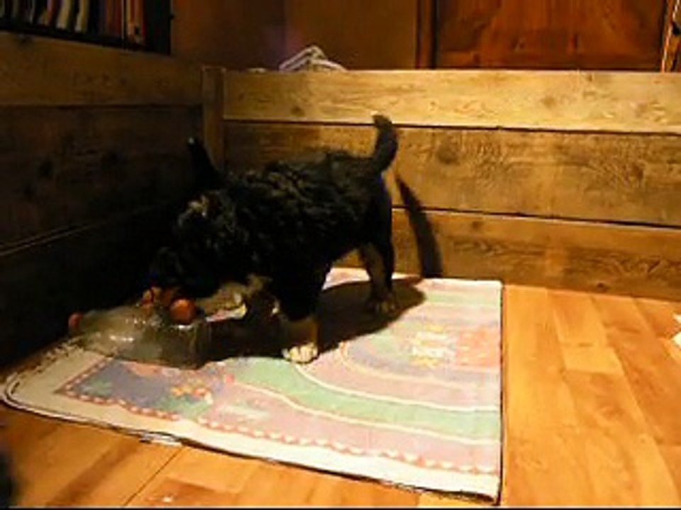 24 février Lily Rose, Liebe et la femelle rose (les autres sont encore à la sieste)